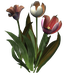 Цветы в PNG